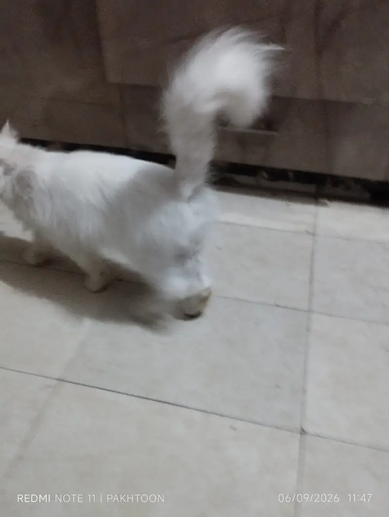 Cat for sale — photo 3