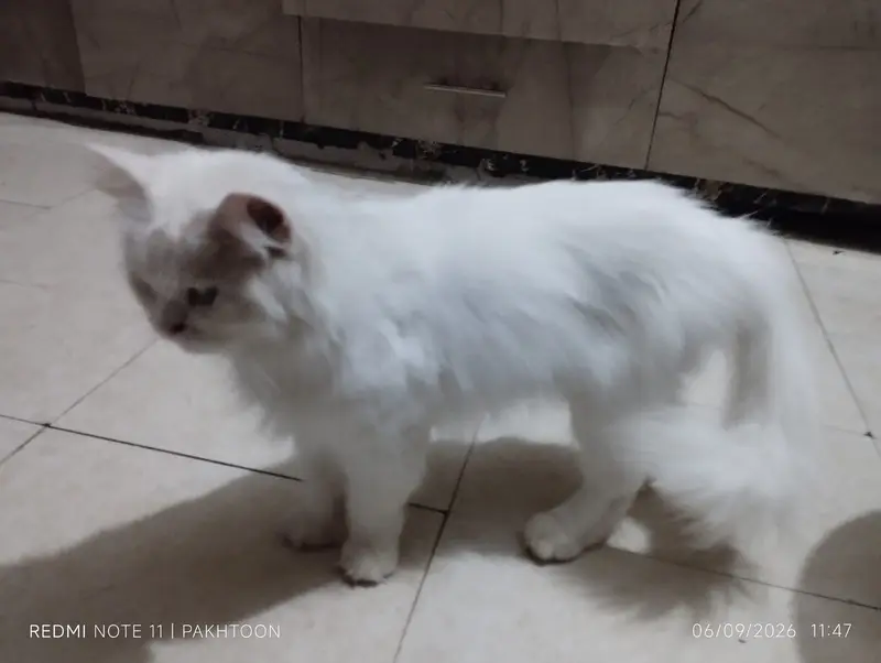Cat for sale — photo 4