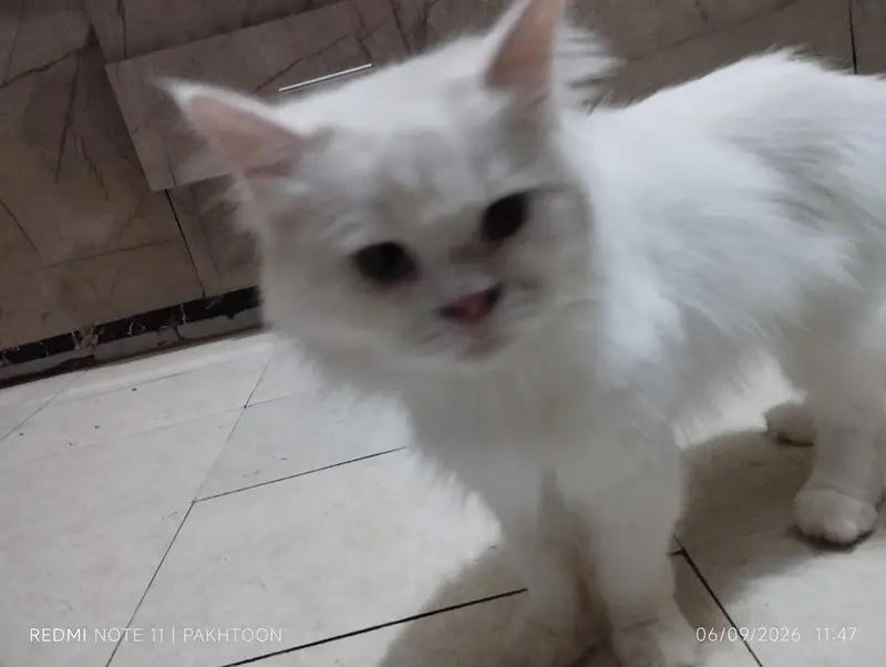 Cat for sale — photo 5