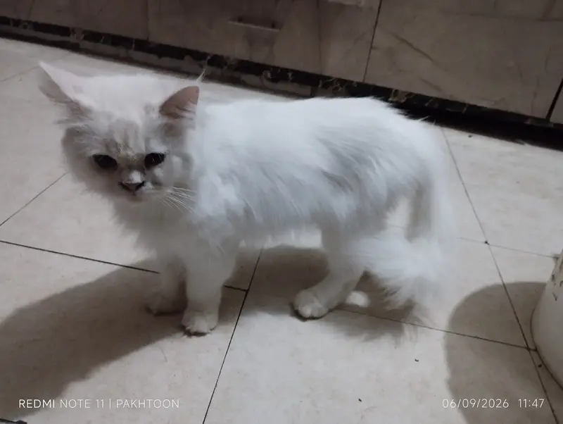 Cat for sale — photo 6