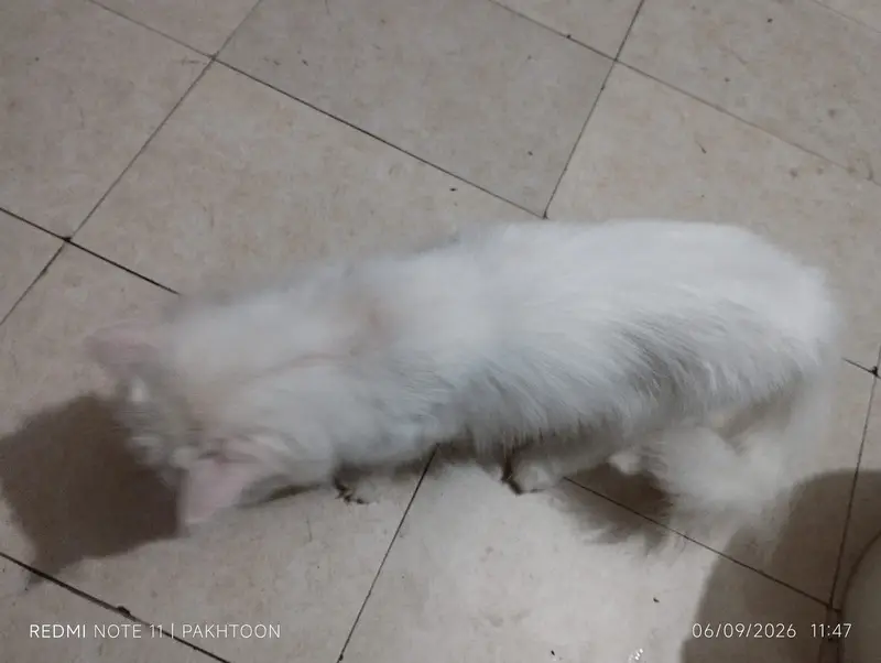 Cat for sale — photo 7