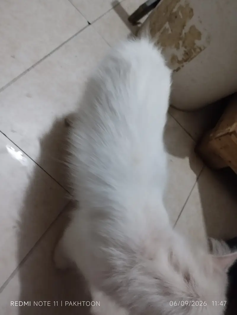 Cat for sale — photo 8