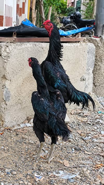 black shamo