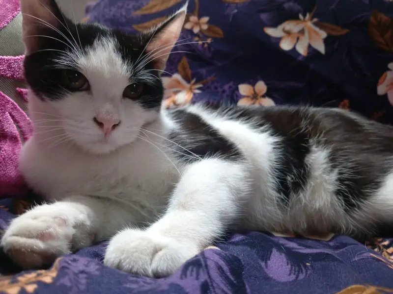 Persian Single Coat FOR Free — photo 2