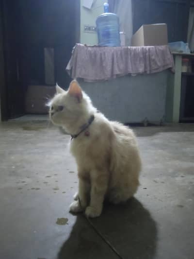 sale for cat
