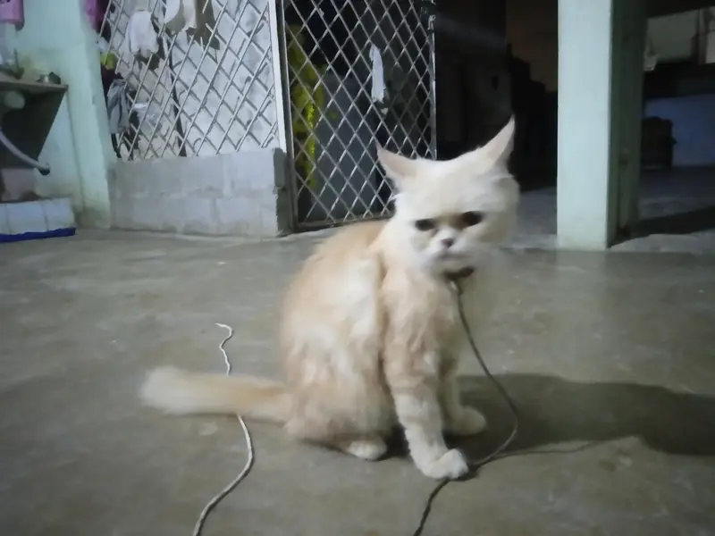 sale for cat — photo 2