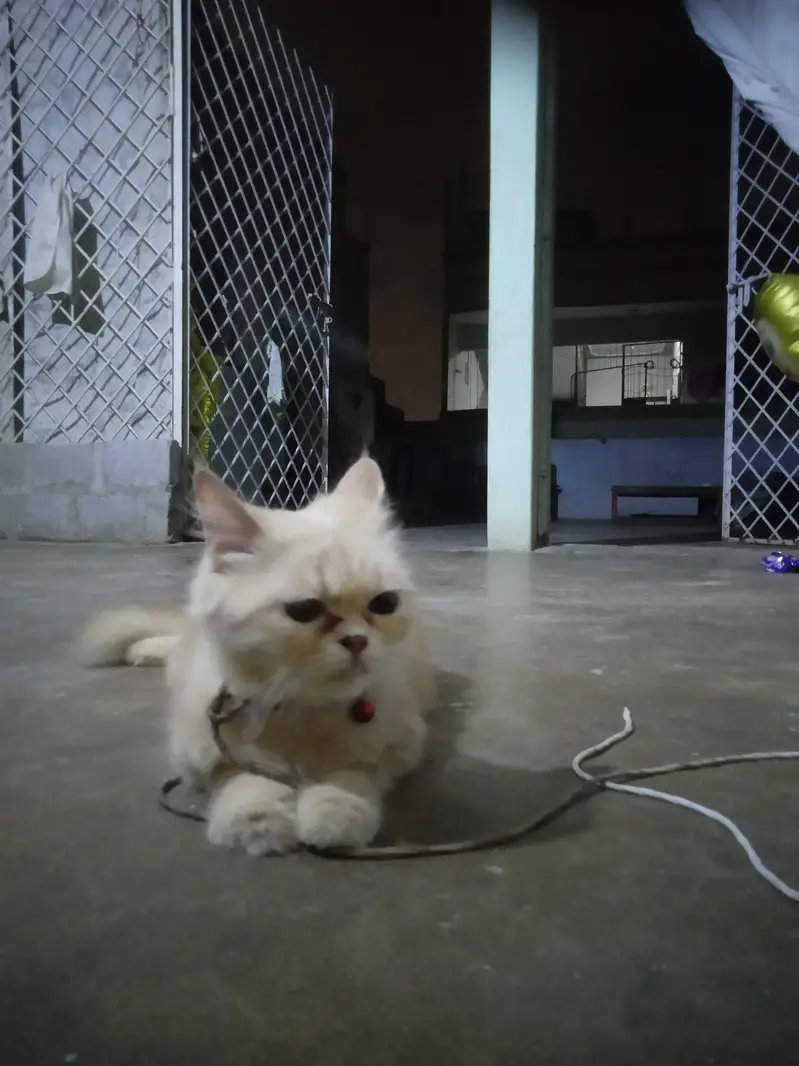 sale for cat — photo 3