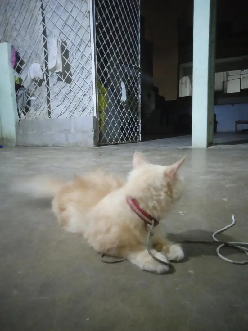 sale for cat — photo 4