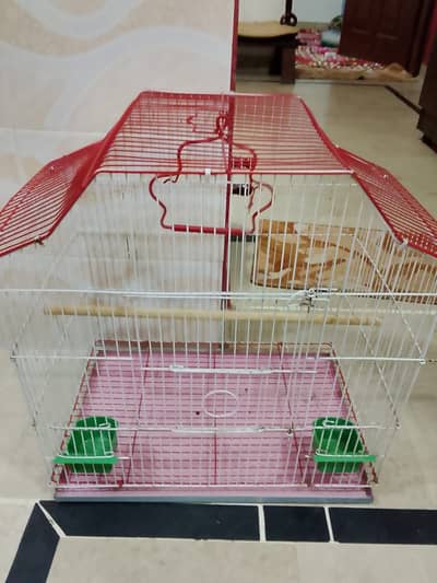 Parrot Cage