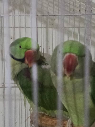 Raw parrot pair with talking female