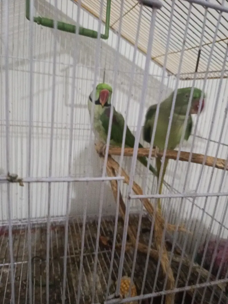 Raw parrot pair with talking female — photo 2