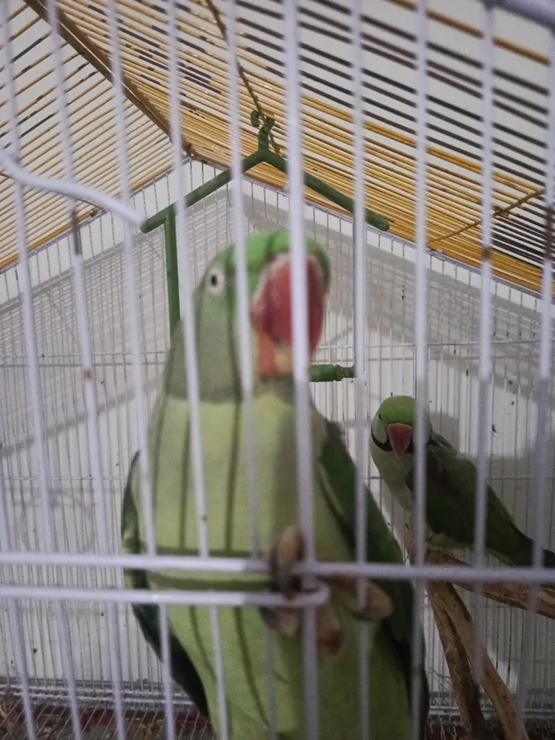 Raw parrot pair with talking female — photo 3
