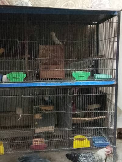 4 parrot pairs with cage
