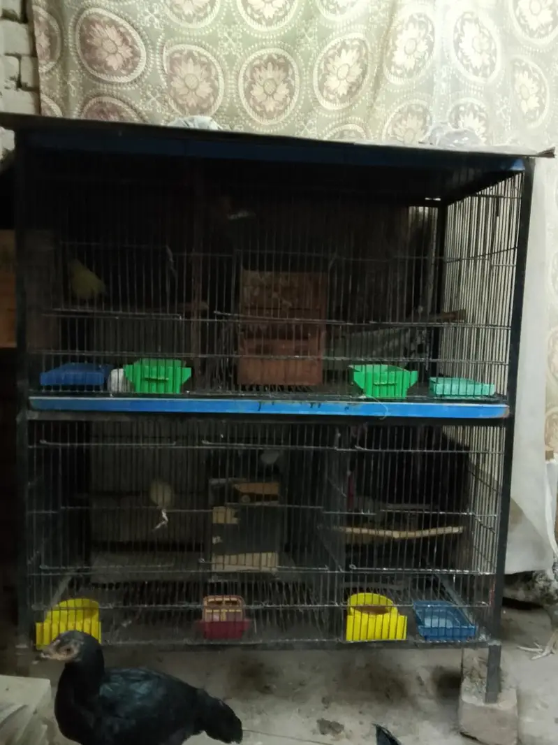 4 parrot pairs with cage — photo 2