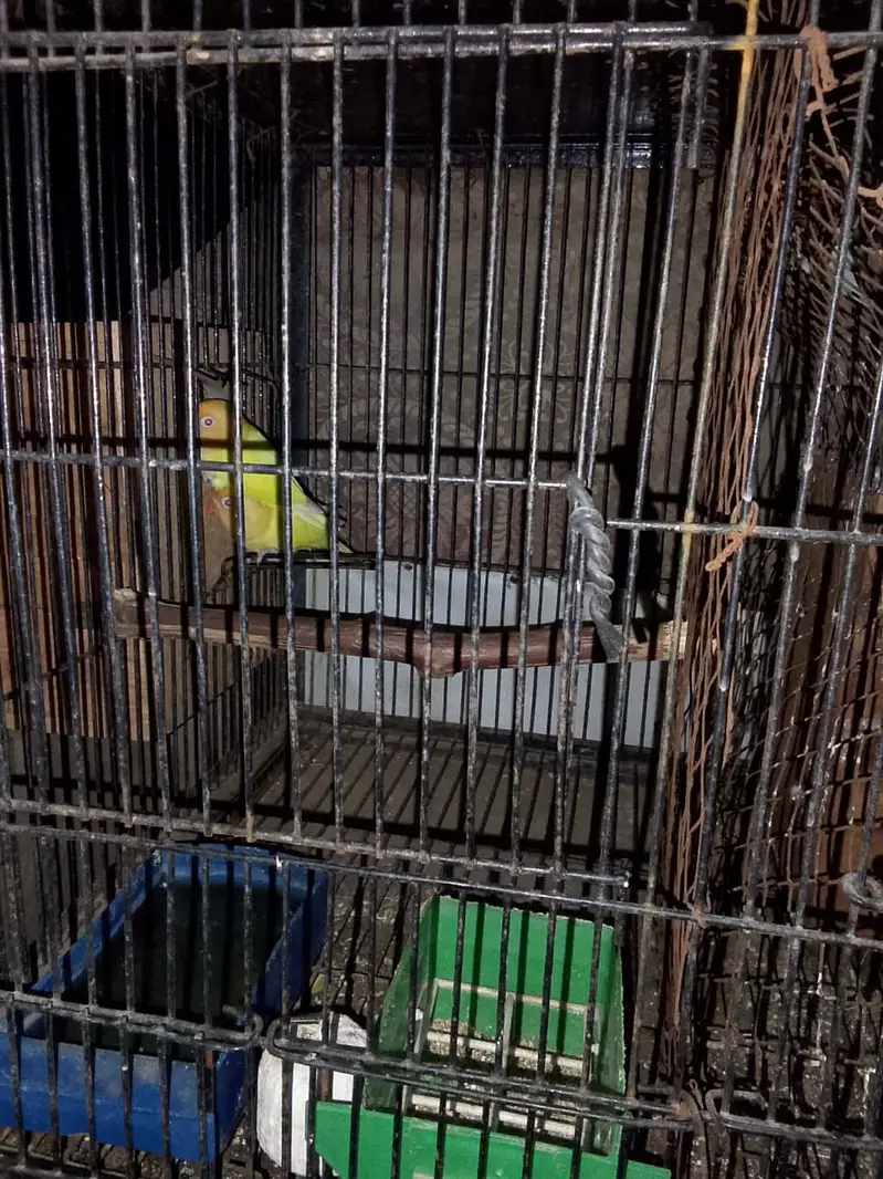 4 parrot pairs with cage — photo 3