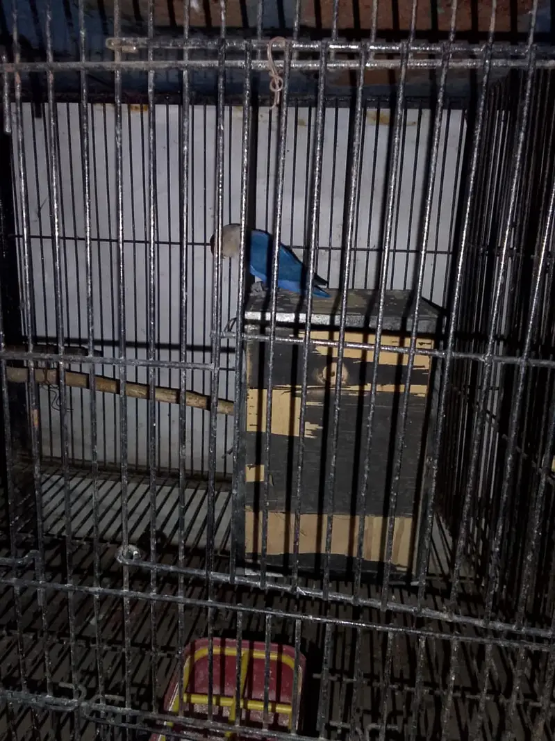 4 parrot pairs with cage — photo 4