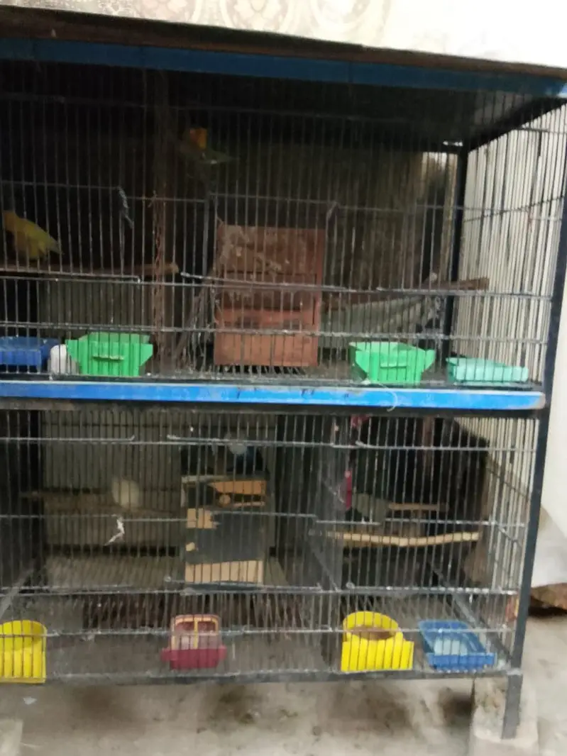 4 parrot pairs with cage — photo 5