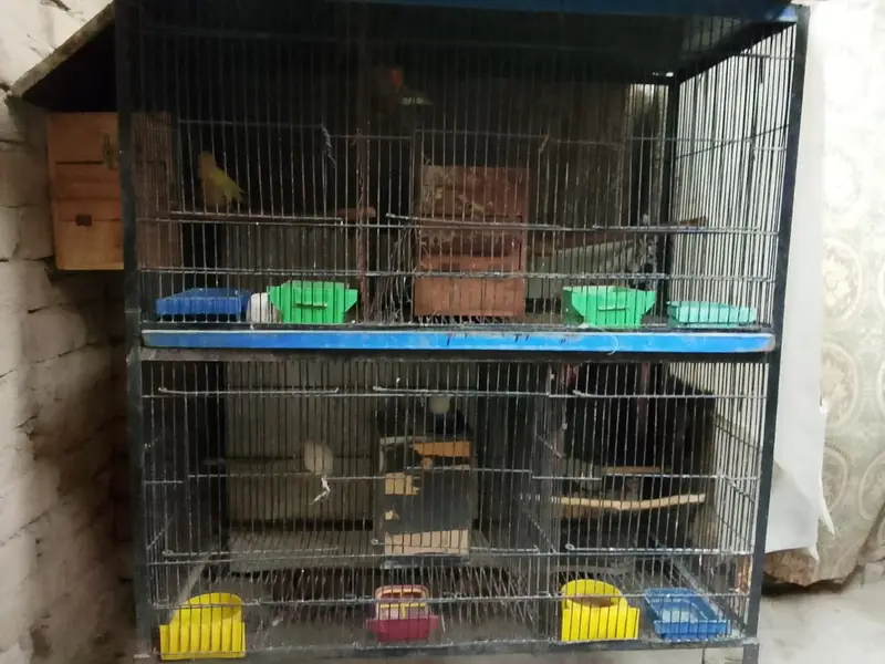 4 parrot pairs with cage — photo 6
