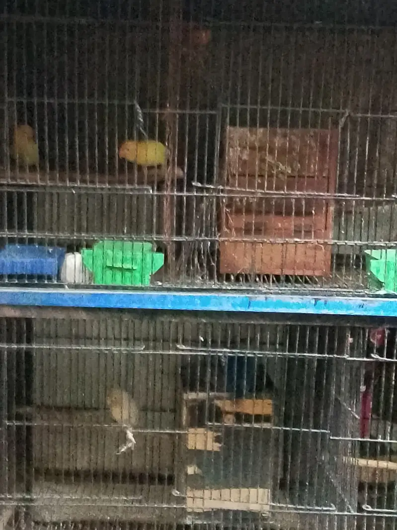 4 parrot pairs with cage — photo 7