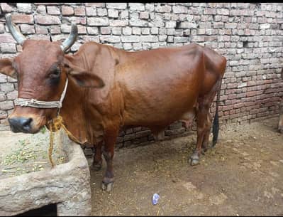 sahiwal cow