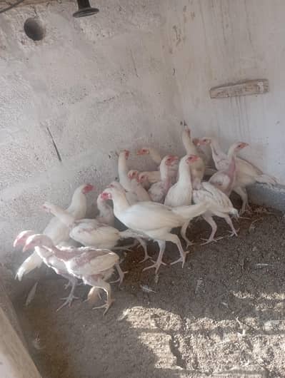 paper white aseel chuza and pairs available; 03185901299