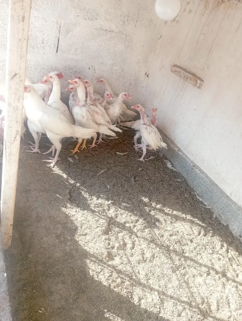 paper white aseel chuza and pairs available; 03185901299 — photo 2