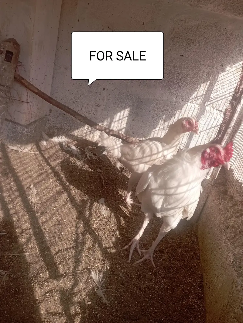 paper white aseel chuza and pairs available; 03185901299 — photo 4