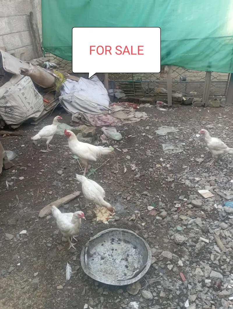 paper white aseel chuza and pairs available; 03185901299 — photo 6