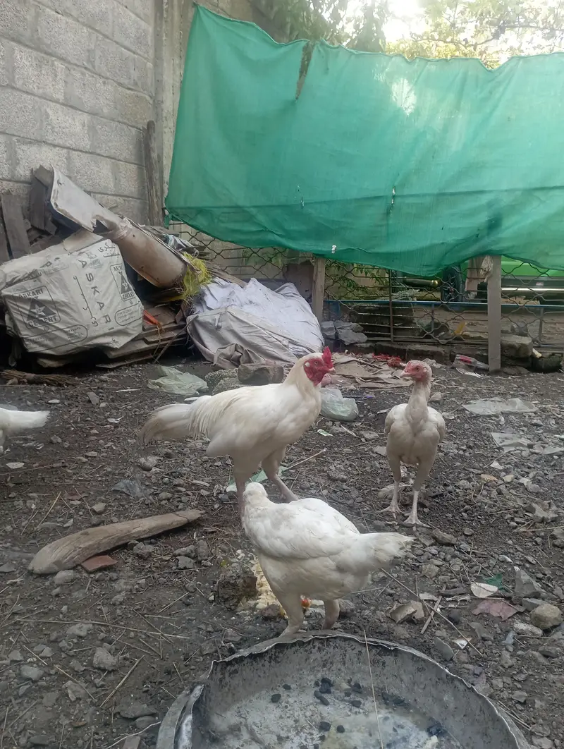 paper white aseel chuza and pairs available; 03185901299 — photo 7