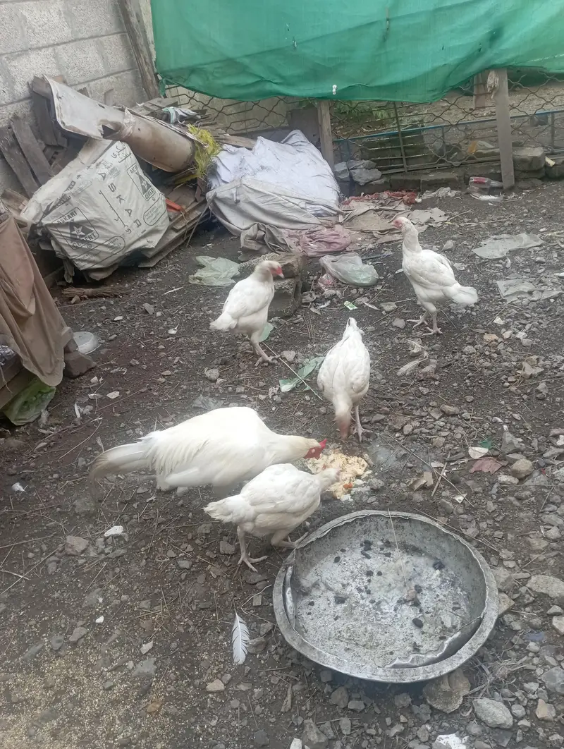 paper white aseel chuza and pairs available; 03185901299 — photo 8