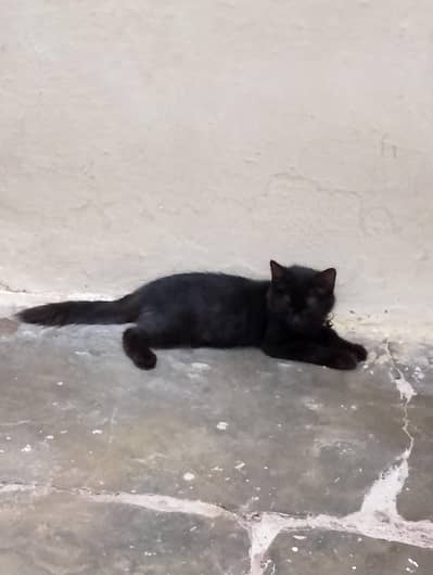 BLACK PERSIAN KITTEN
