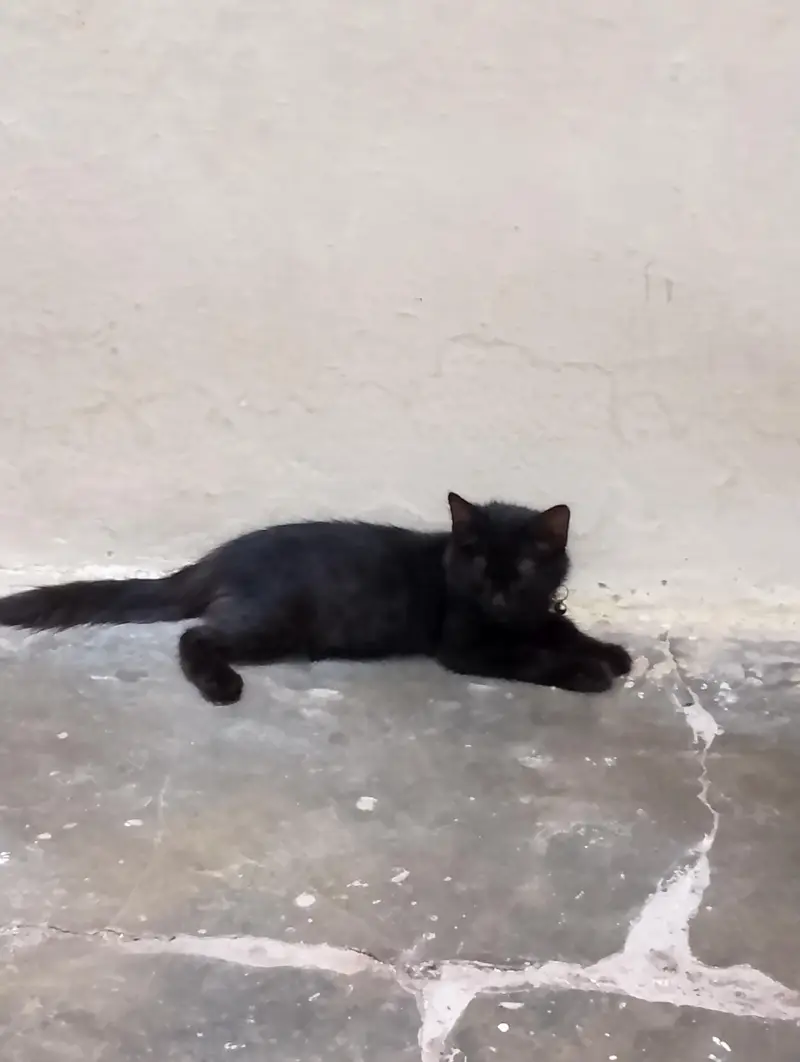BLACK PERSIAN KITTEN — photo 2