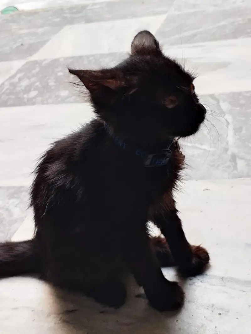 BLACK PERSIAN KITTEN — photo 3