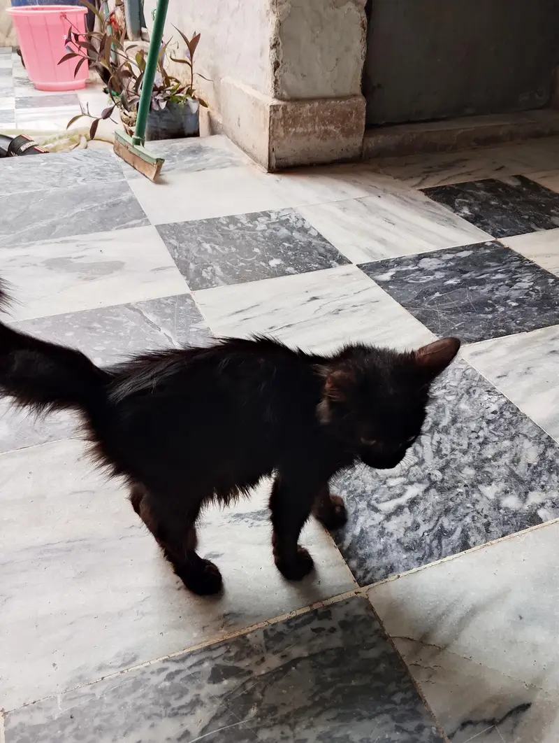 BLACK PERSIAN KITTEN — photo 4