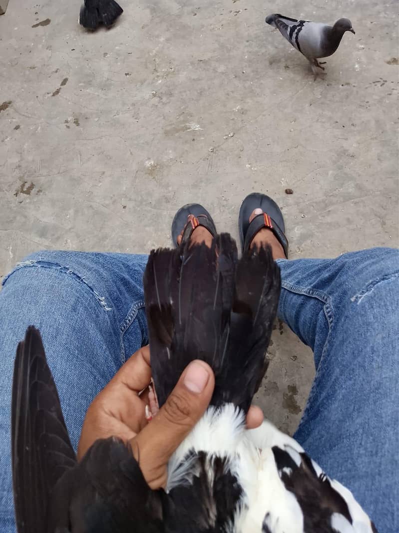 breeding pair 0