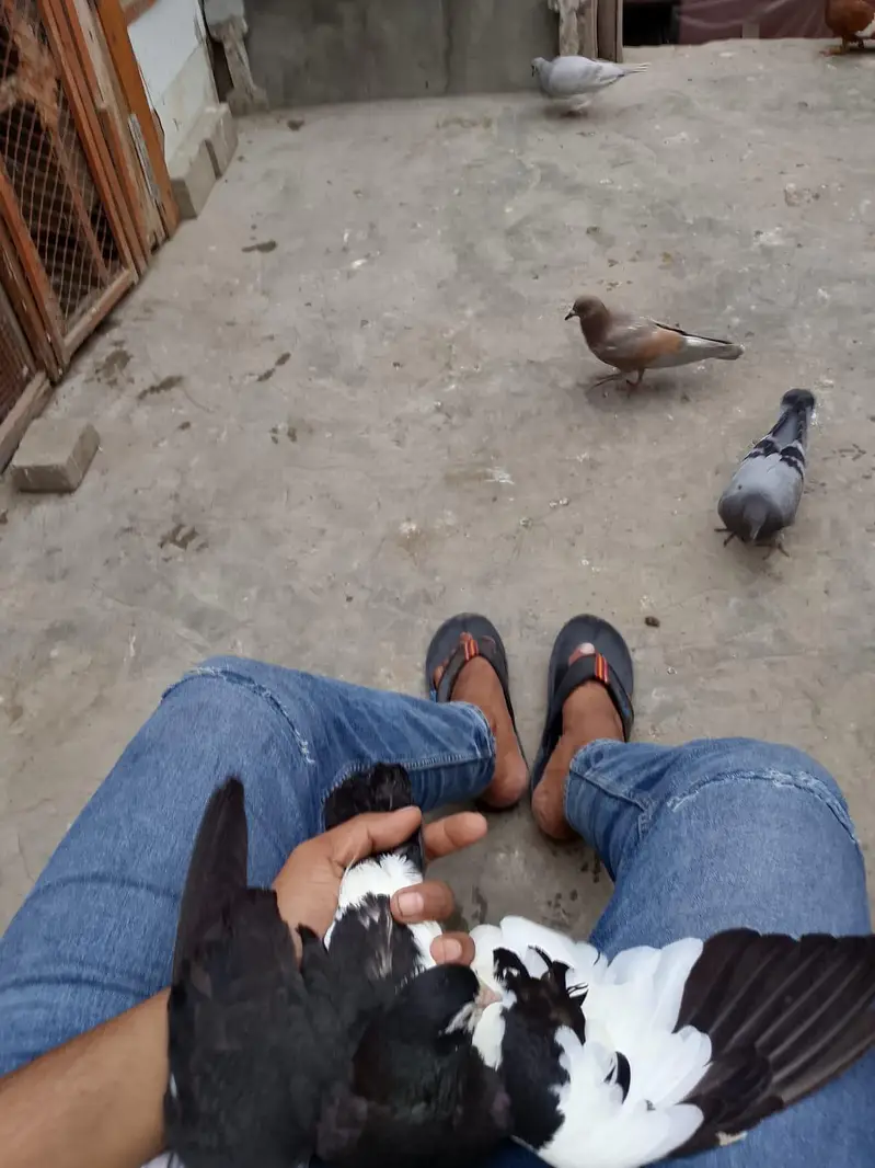 breeding pair — photo 2