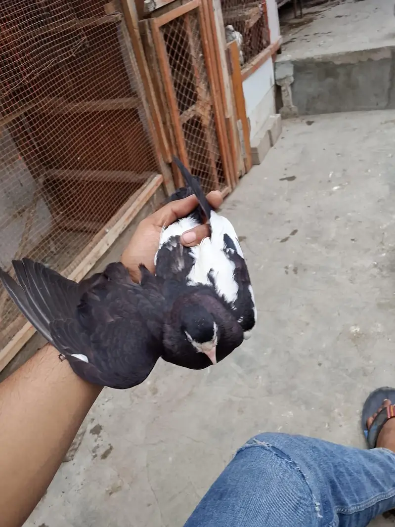 breeding pair — photo 3