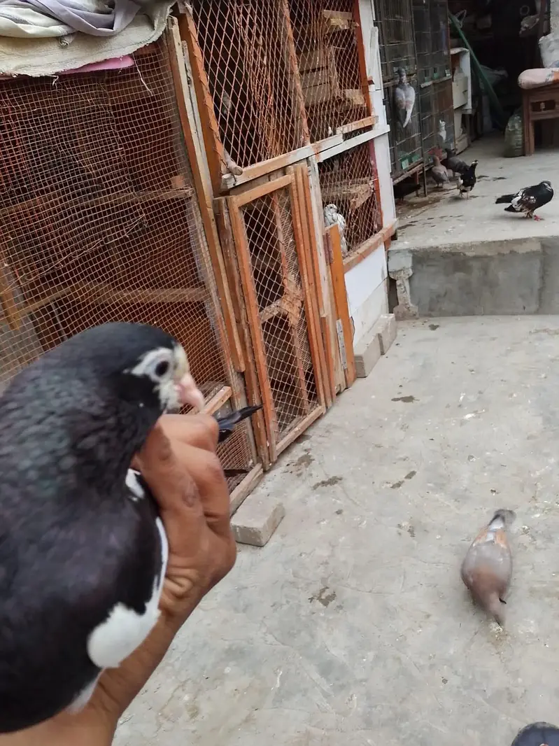 breeding pair — photo 5