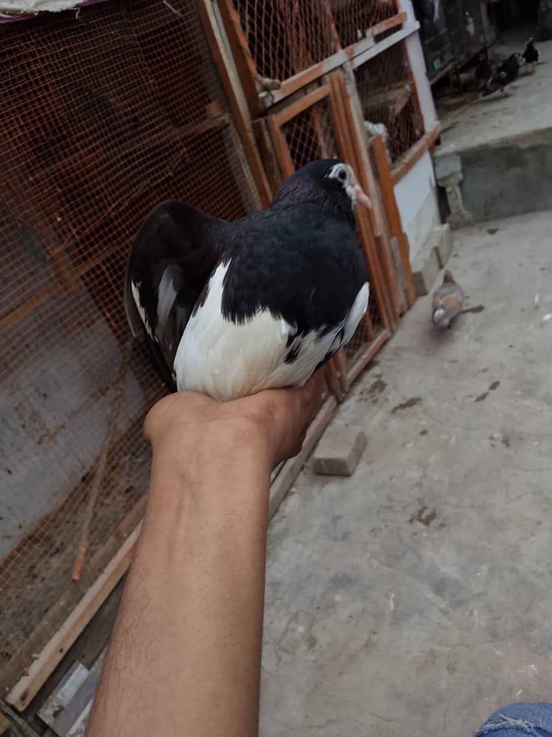 breeding pair 5