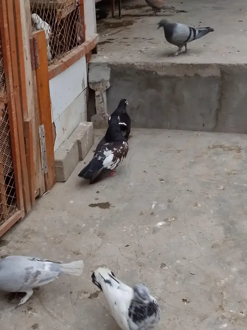 breeding pair — photo 8