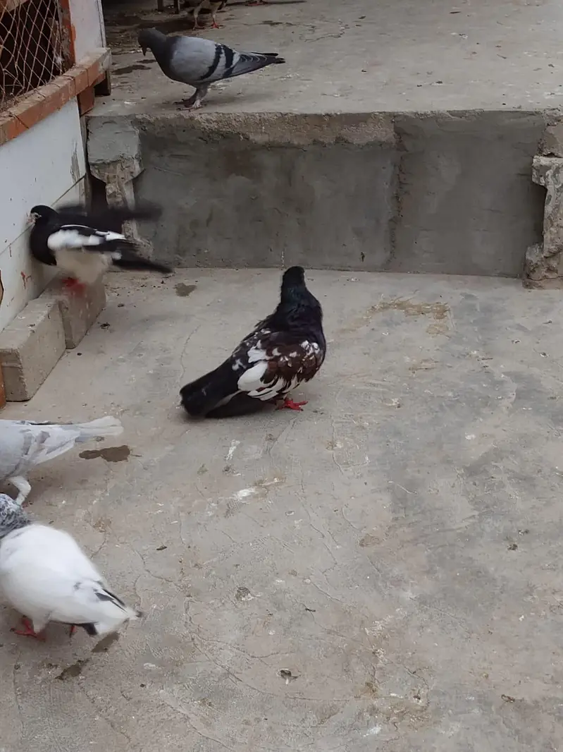 breeding pair — photo 9