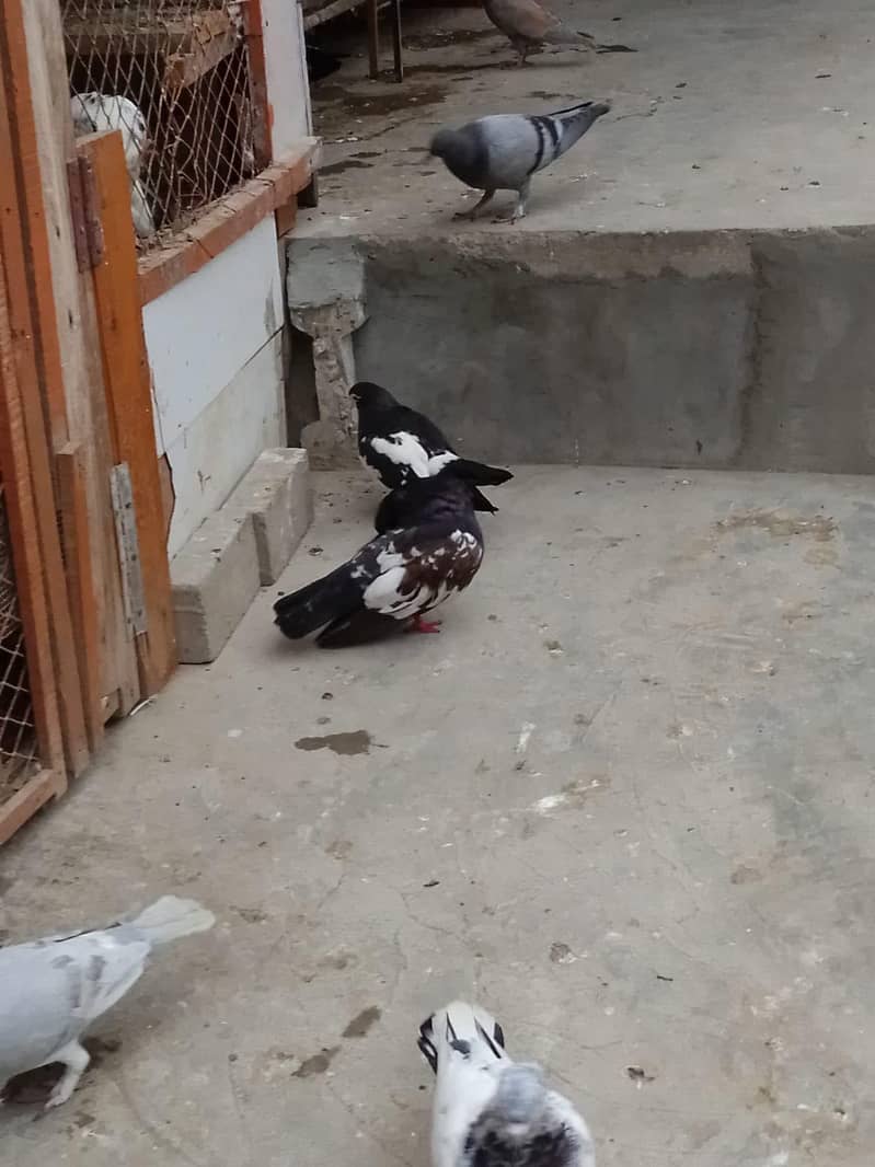 breeding pair 9
