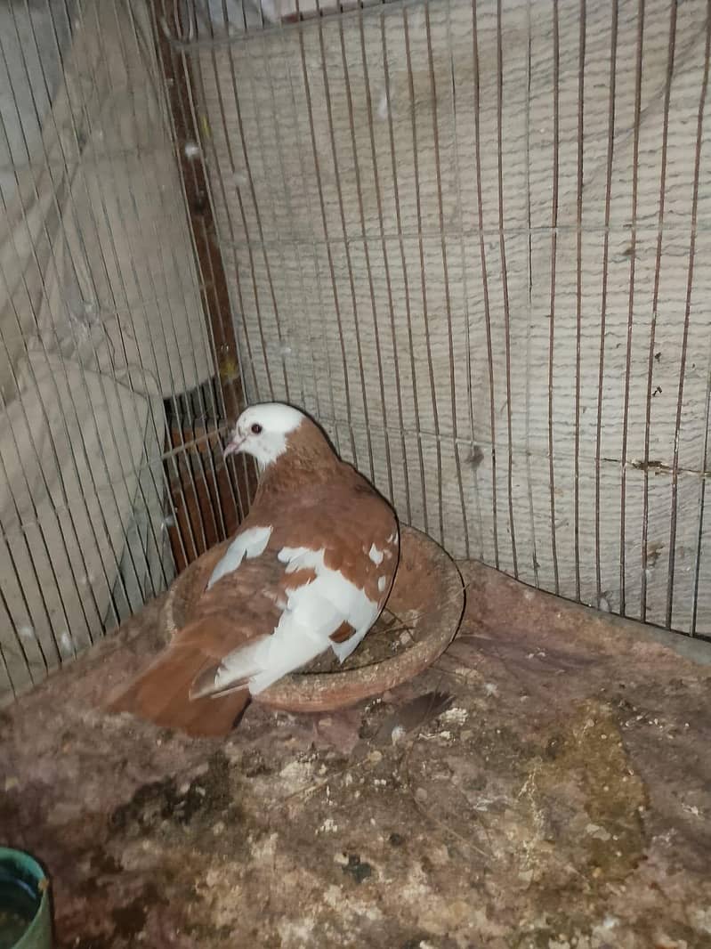 breeding pair 11