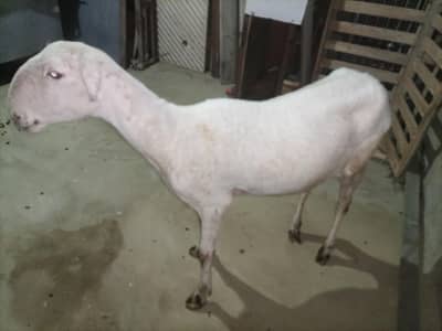 Mundra dumbi female Available for sale healthy and Active