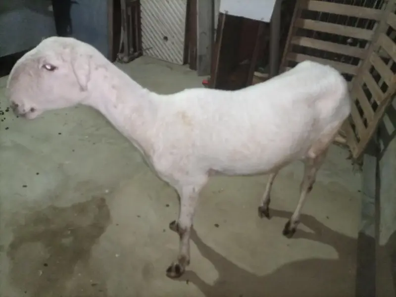 Mundra dumbi female Available for sale healthy and Active