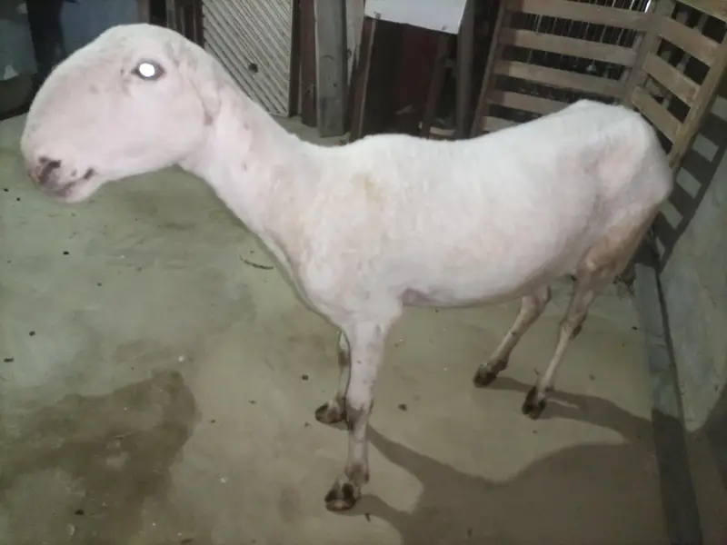Mundra dumbi female Available for sale healthy and Active — photo 2