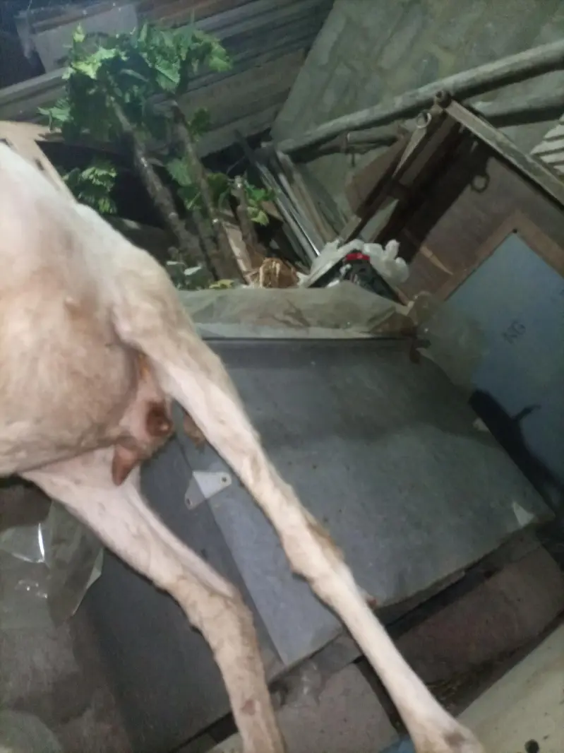 Mundra dumbi female Available for sale healthy and Active — photo 3
