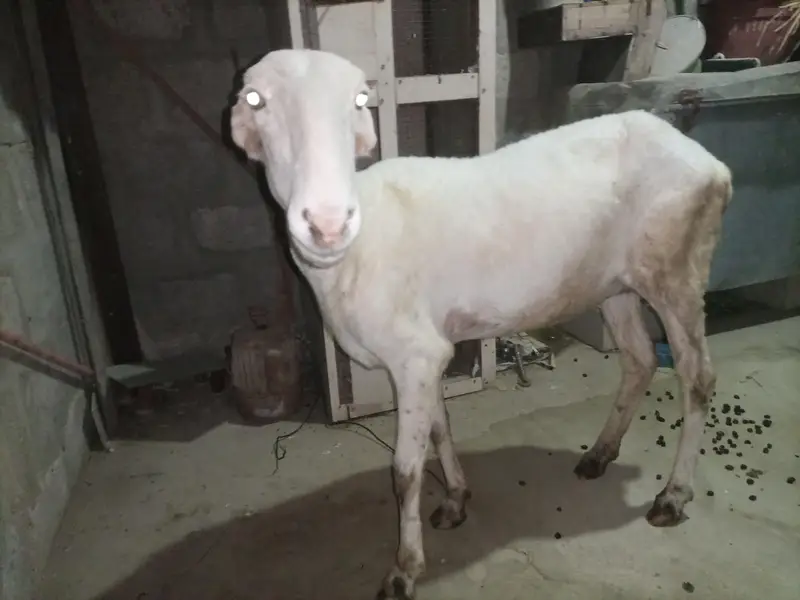 Mundra dumbi female Available for sale healthy and Active — photo 4