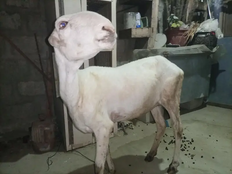Mundra dumbi female Available for sale healthy and Active — photo 5