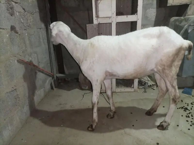 Mundra dumbi female Available for sale healthy and Active — photo 6